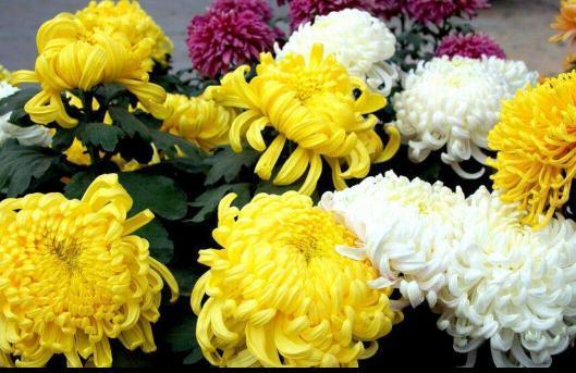 氧化菊最新爆料视频,揭秘神秘事件背后真相 第2张 氧化菊最新爆料视频,揭秘神秘事件背后真相 第2张