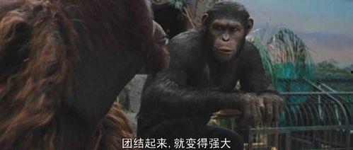 猩球崛起在线观看免费,重燃自由之战——在线免费观看，探索猿类革命传奇  第2张